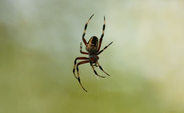 Spotted orbweaver [Neoscona domiciliorum]