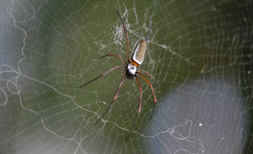 Nephila cornuta [Nephila cornuta]