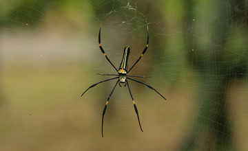 Giant golden orb weaver [Nephila pilipes hasselti]