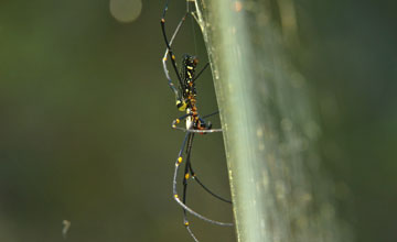 Northern golden orb weaver [Nephila pilipes jalorensis]