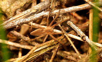 Nursery web spider [Pisaura mirabilis]