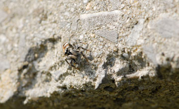 Zebra spider [Salticus scenicus]