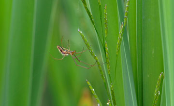 Tetragnatha montana [Tetragnatha montana]