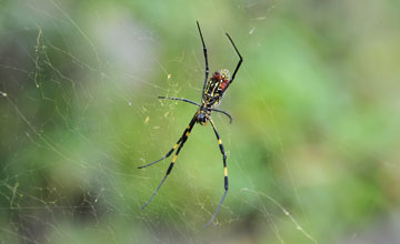 Jorō spider [Trichonephila clavata]