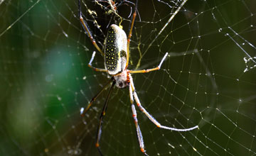 Goldene Seidenspinne [Trichonephila clavipes clavipes]