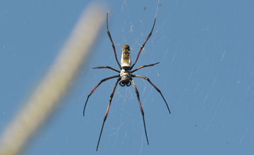 Red-legged golden orb-weaver spider [Trichonephila inaurata madagascariensis]