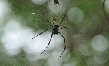 Red-legged golden orb-weaver spider [Trichonephila inaurata]