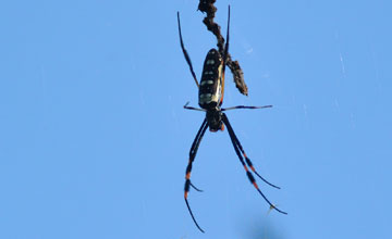 Trichonephila senegalensis annulata [Trichonephila senegalensis annulata]