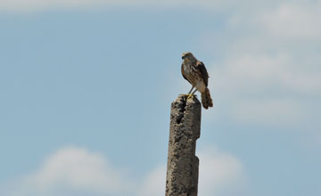 Schikrasperber [Accipiter badius badius]