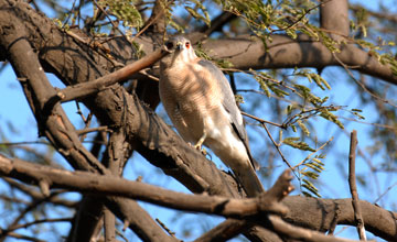 Schikrasperber [Accipiter badius poliopsis]