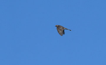 Cooper's hawk [Accipiter cooperii]