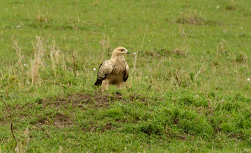 Östlicher Kaiseradler [Aquila heliaca]