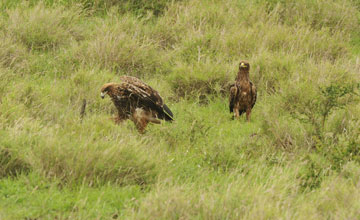 Steppe eagle [Aquila nipalensis]