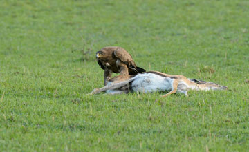 Lesser spotted eagle [Aquila pomarina]