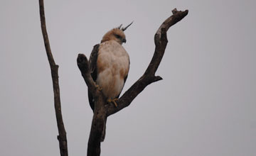 Jerdon's baza [Aviceda jerdoni jerdoni]