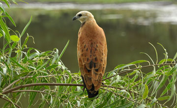 Black-collared hawk [Busarellus nigricollis]