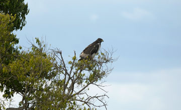 Augur buzzard [Buteo augur]