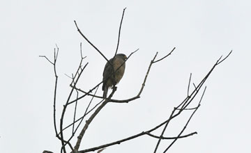 Kurzschwanzbussard [Buteo brachyurus]