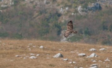 Common buzzard [Buteo buteo buteo]