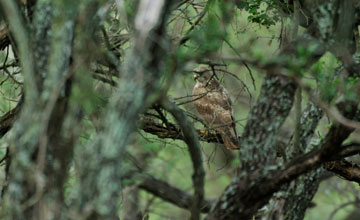 Steppe buzzard [Buteo buteo vulpinus]