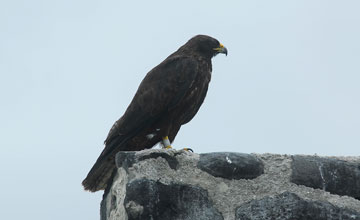 Galapagos hawk [Buteo galapagoensis]