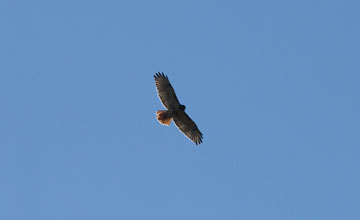 Rotschwanzbussard [Buteo jamaicensis borealis]