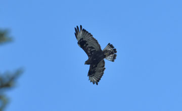 Rough-legged buzzard [Buteo lagopus sanctijohannis]