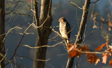 Red-shouldered hawk [Buteo lineatus lineatus]