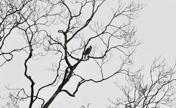 Graubussard [Buteo nitidus nitidus]