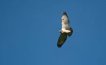 Long-legged buzzard [Buteo rufinus]