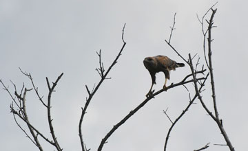 Savannenbussard [Buteogallus meridionalis]