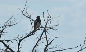 Schwarzbrust-Schlangenadler [Circaetus pectoralis]