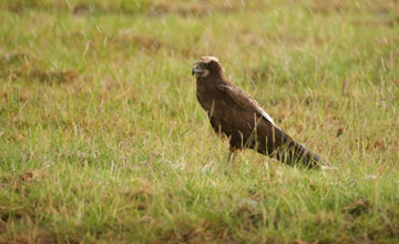 Western marsh harrier [Circus aeruginosus aeruginosus]