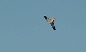 Hen harrier [Circus cyaneus]