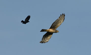 American harrier [Circus hudsonius]