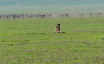 Pallid harrier [Circus macrourus]