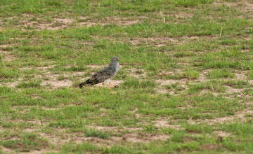 Montagu's harrier [Circus pygargus]