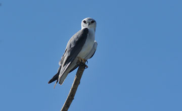 Black-winged kite [Elanus caeruleus caeruleus]