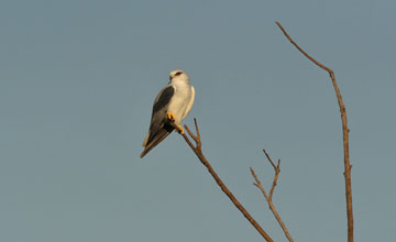 Black-winged kite [Elanus caeruleus vociferus]