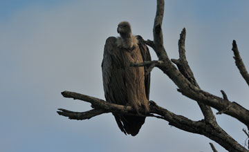 Weissrückengeier [Gyps africanus]