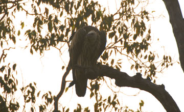 Bengalgeier [Gyps bengalensis]