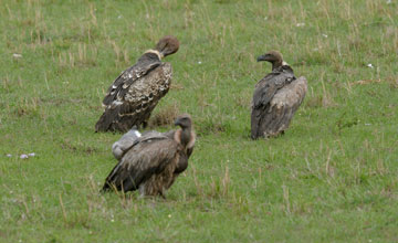 Rüppell's vulture [Gyps rueppellii]