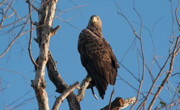 White-tailed eagle [Haliaeetus albicilla]