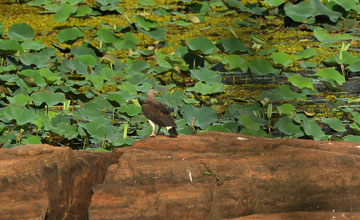 Grey-headed fish eagle [Haliaeetus ichthyaetus]