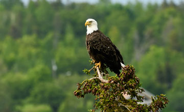 Bald eagle [Haliaeetus leucocephalus washingtoniensis]