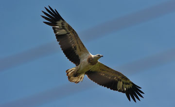 White-bellied sea eagle [Haliaeetus leucogaster]