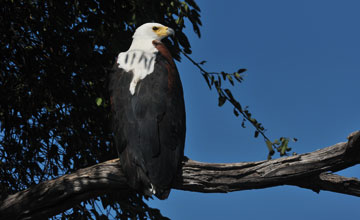 African fish eagle [Haliaeetus vocifer]