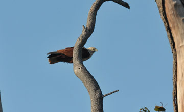 Brahminy kite [Haliastur indus indus]