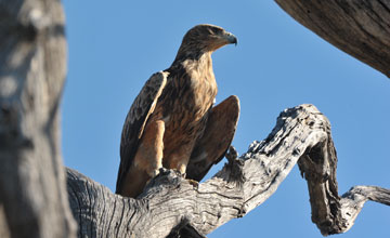 Wahlberg's eagle [Hieraaetus wahlbergi]