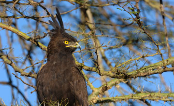 Schopfadler [Lophaetus occipitalis]